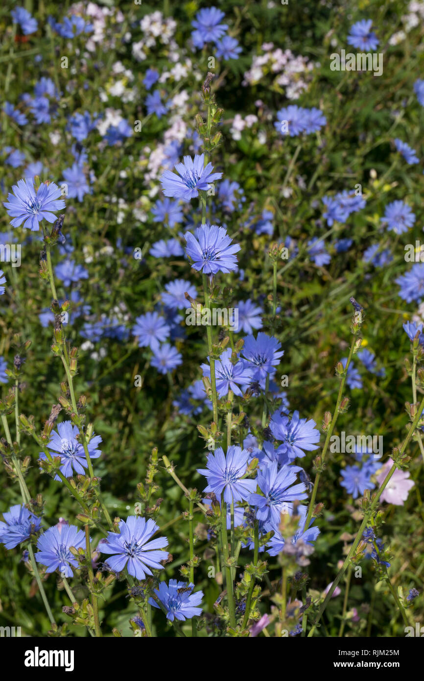 Wegwarte, Gemeine Wegwarte, Gewöhnliche Wegwarte, Zichorie, Cichorium intybus, Chicory, Common chicory, La Chicorée sauvage, Chicorée amère Stock Photo