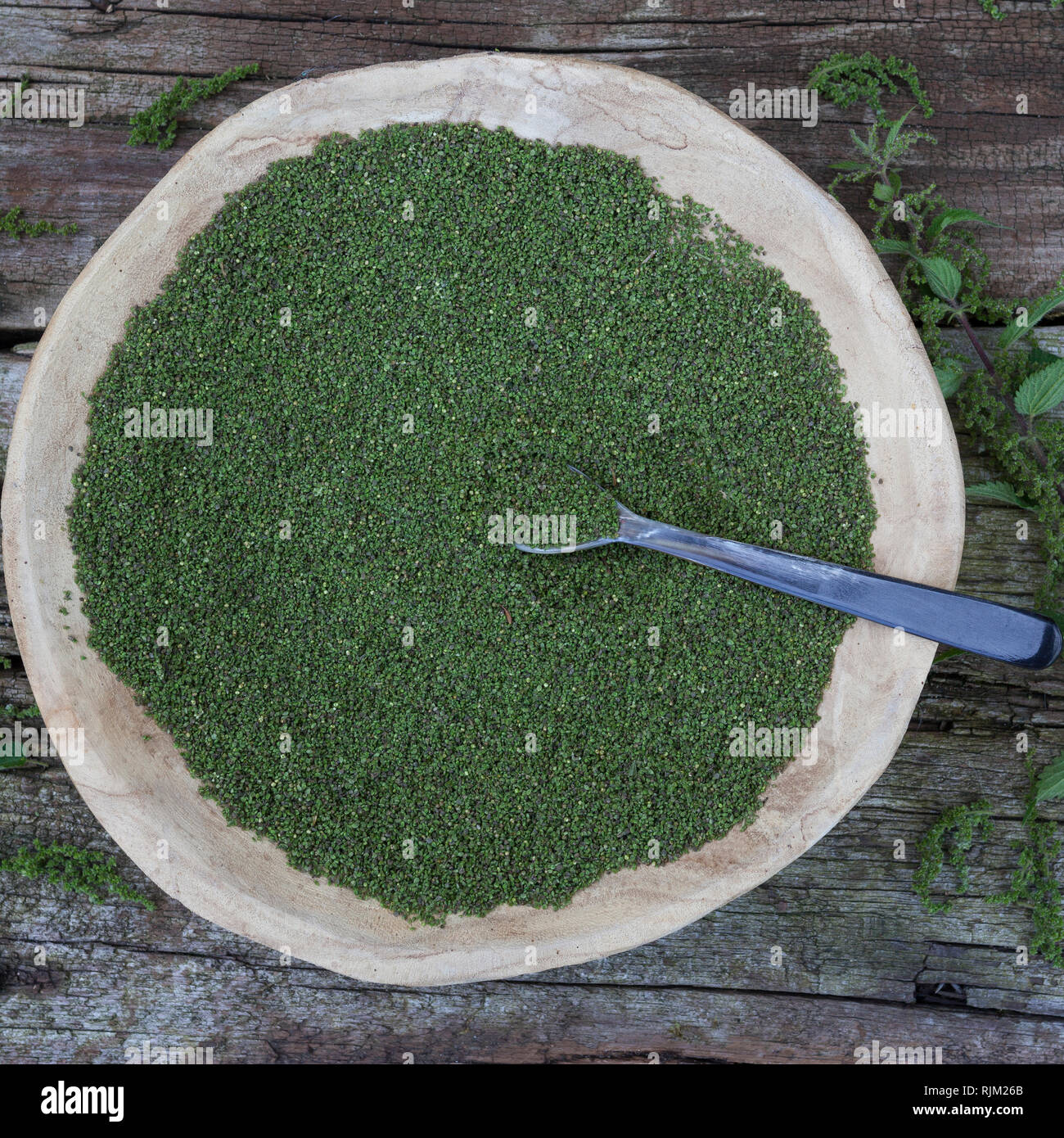 Brennnessel-Samen, Brennnesselsamen, Brennessel-Samen, Samen von Brennnesseln, Kräuterernte, Brennnessel, Große Brennnessel, Brennessel, Urtica dioica Stock Photo