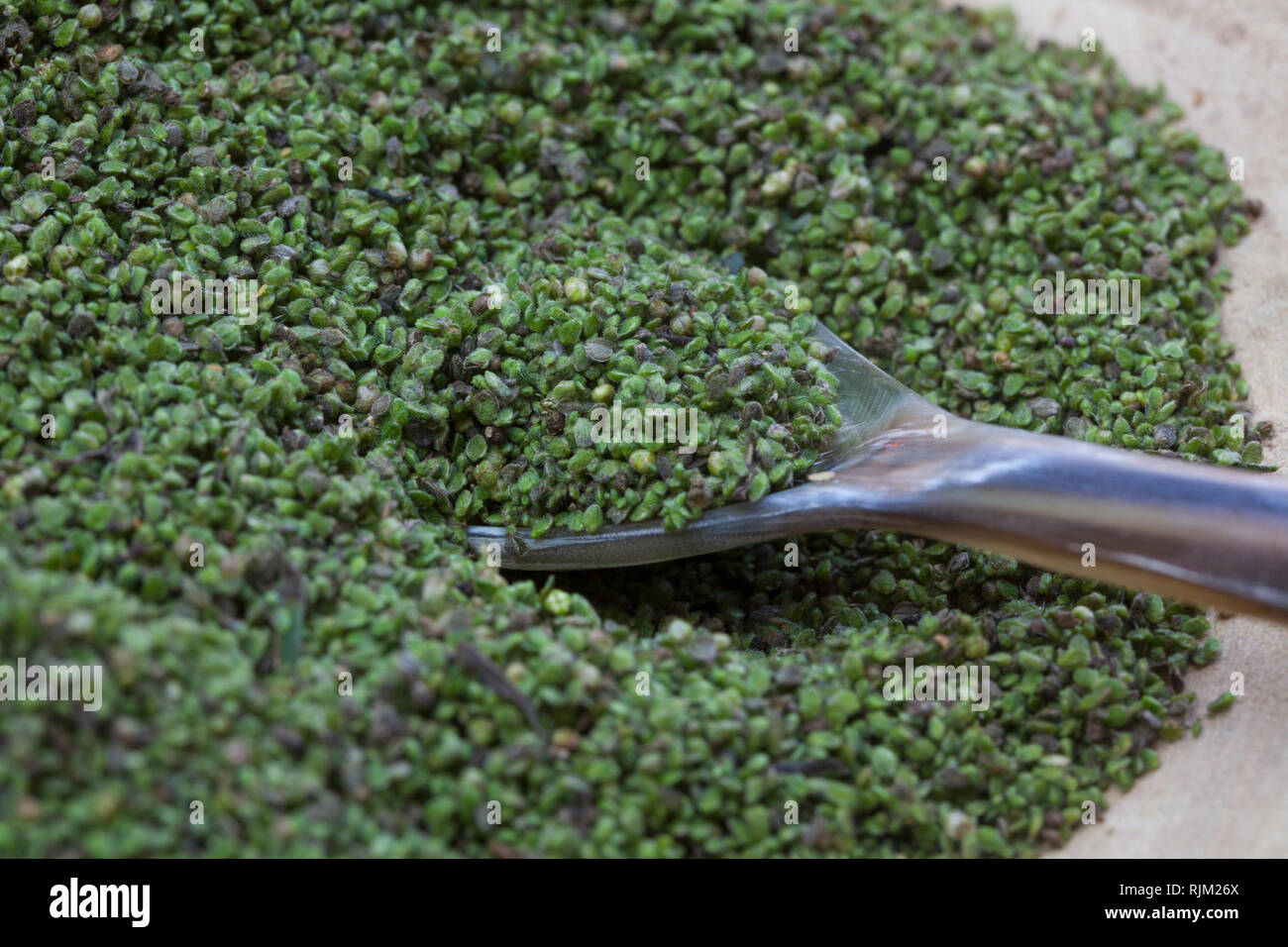 Brennnessel-Samen, Brennnesselsamen, Brennessel-Samen, Samen von Brennnesseln, Kräuterernte, Brennnessel, Große Brennnessel, Brennessel, Urtica dioica Stock Photo