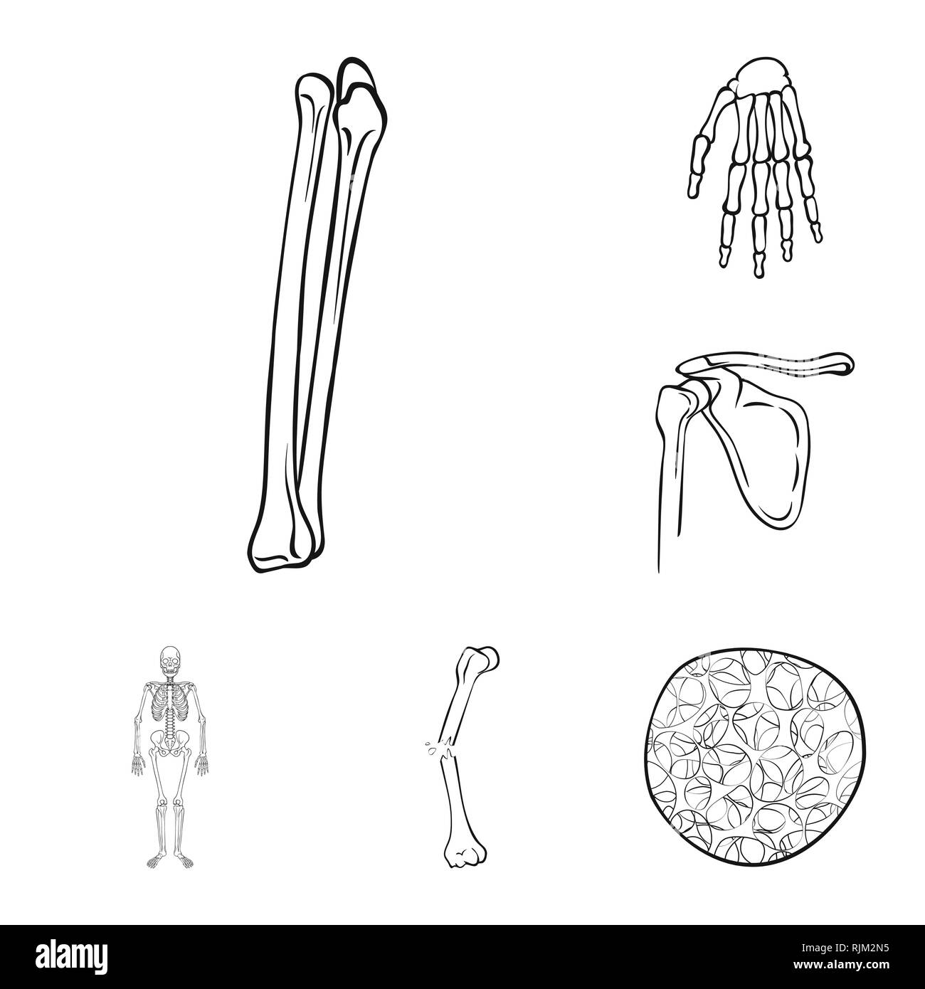 femur,wrist,musculoskeletal,fracture,osteoporosis,hand,pelvis,scientific,pain,cell,knee,arm,skeletal,connective,tibia,carpus,leg,system,cartilage,fibula,health,surgery,body,fiber,alignment,xray,healthy,skull,structure,medicine,clinic,biology,medical,bone,skeleton,anatomy,human,organs,set,vector,icon,illustration,isolated,collection,design,element,graphic,sign,outline,line Vector Vectors , Stock Vector