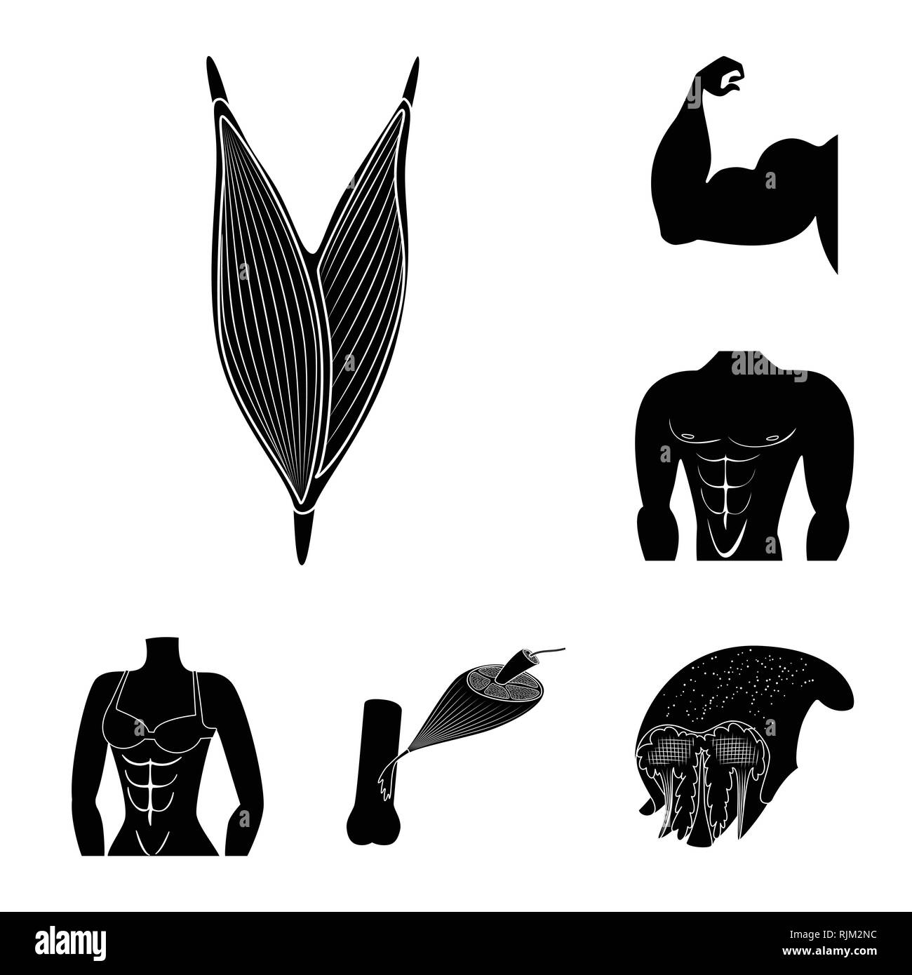 Isolated object of human and body symbol. Set of human and cells vector ...