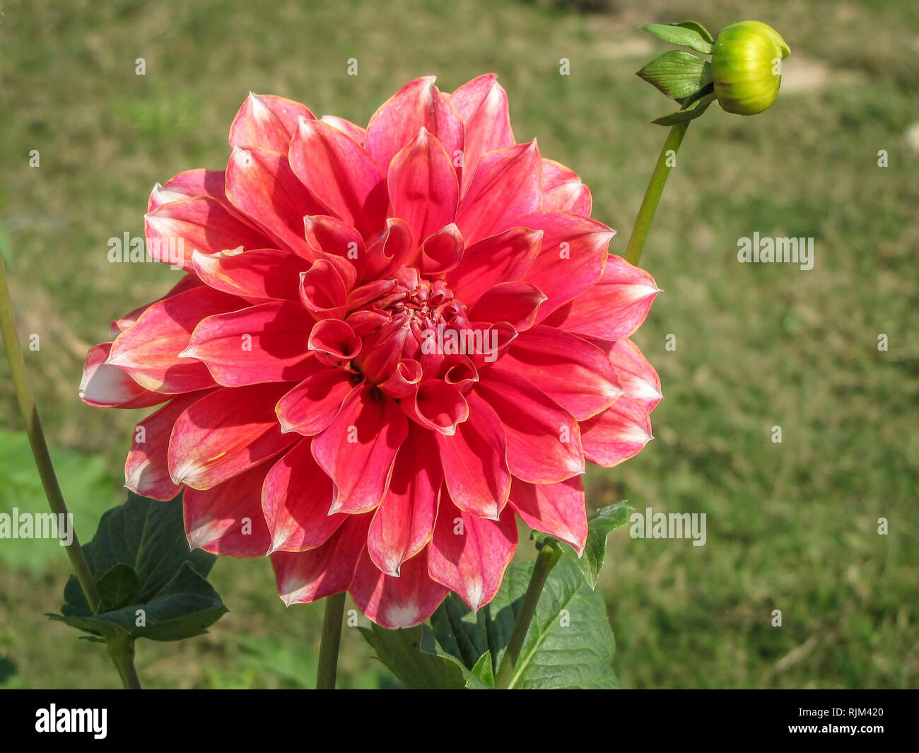 Close-up photograph of a pink colored Dahlia flower and its bud in open sunlight of green garden. Stock Photo