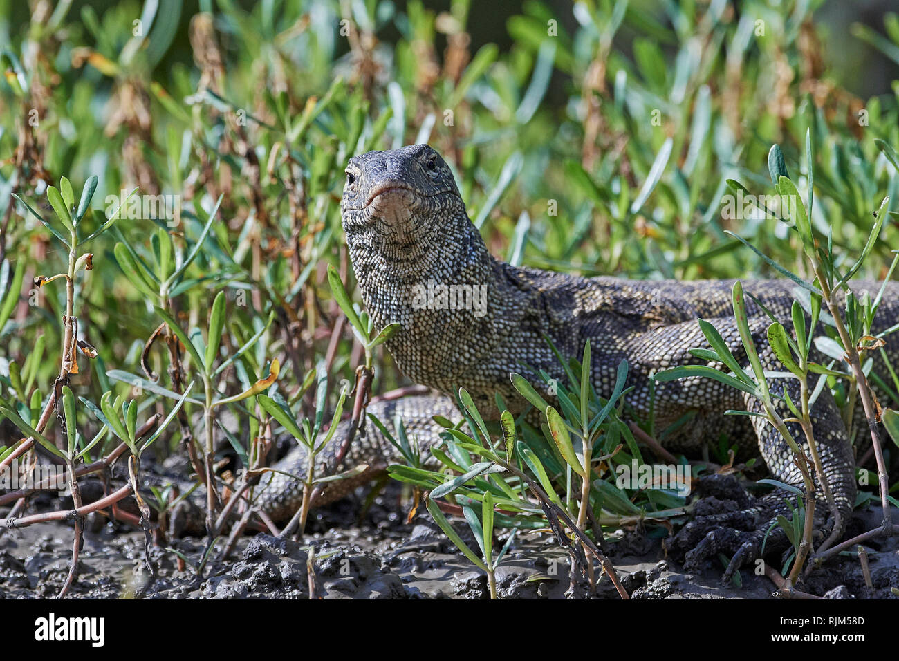 Nile Monitor Lizard Leguaan In High Resolution Stock Photography and ...