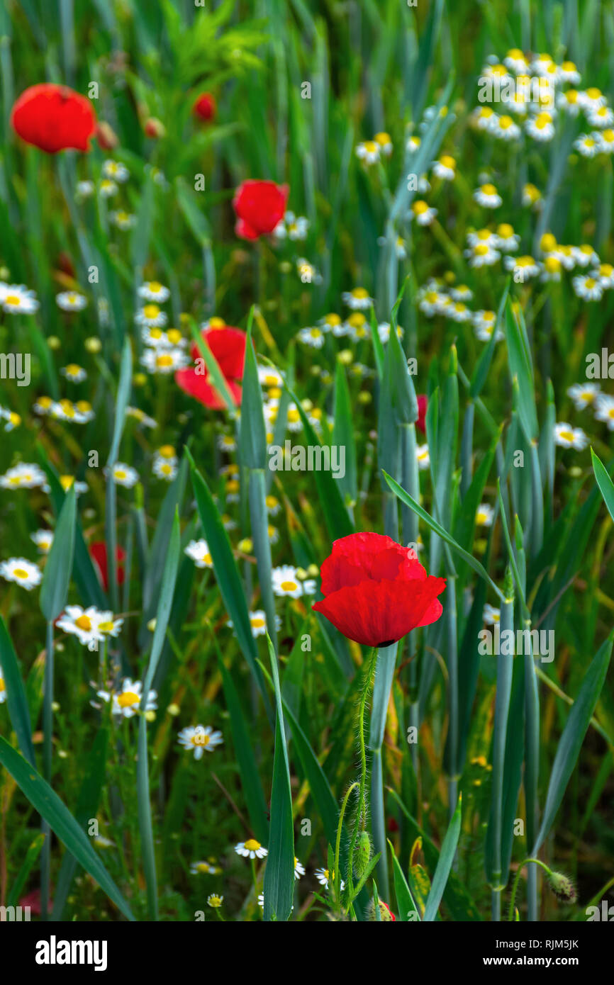 poppy and daisy flowers in the field. beautiful nature background. view from the top Stock Photo