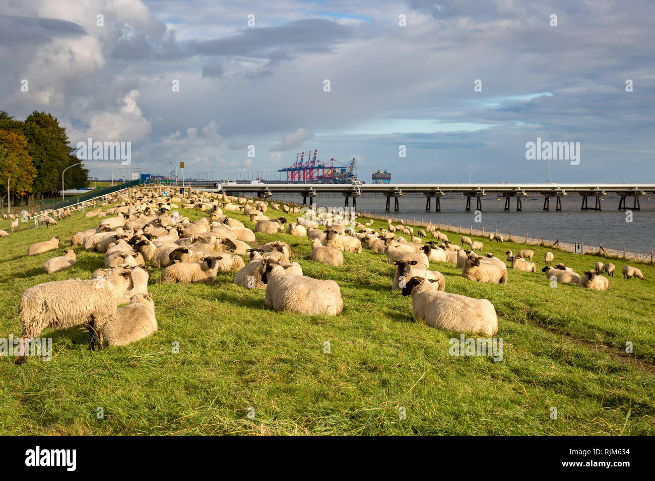 Lying sheeps on the dike Stock Photo