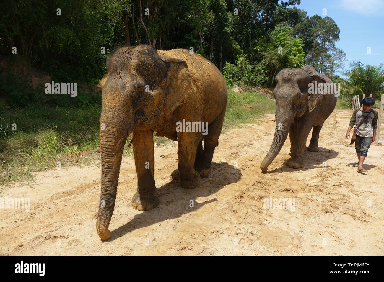 Two female elephants with their carer in 'Elephant Sanctuary', in Krabi, Thailand. Stock Photo