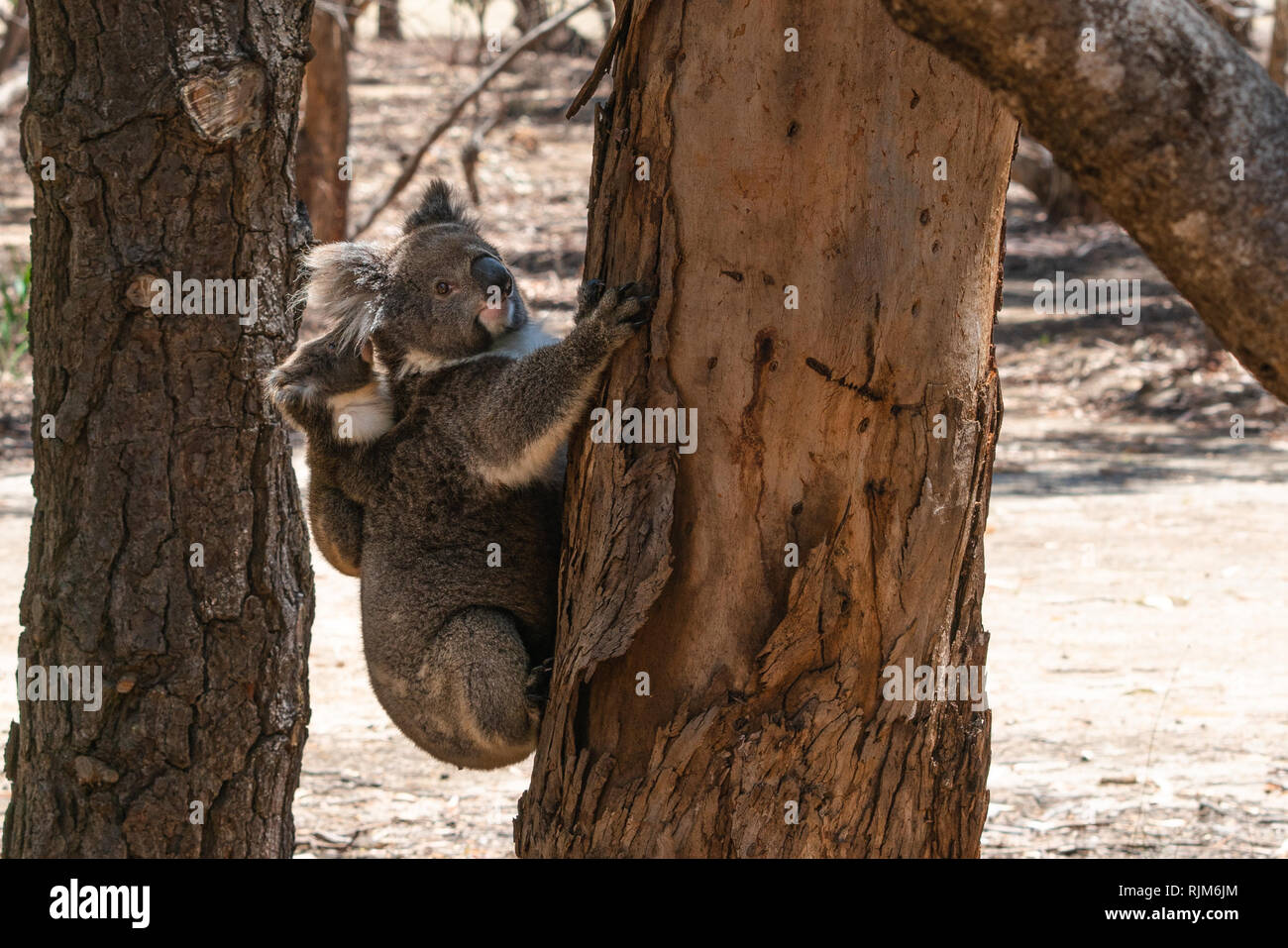 Wild Koalas on an Eucalyptus tree trunk with the mother carrying her baby koala on her back on Kangaroo island SA Australia Stock Photo
