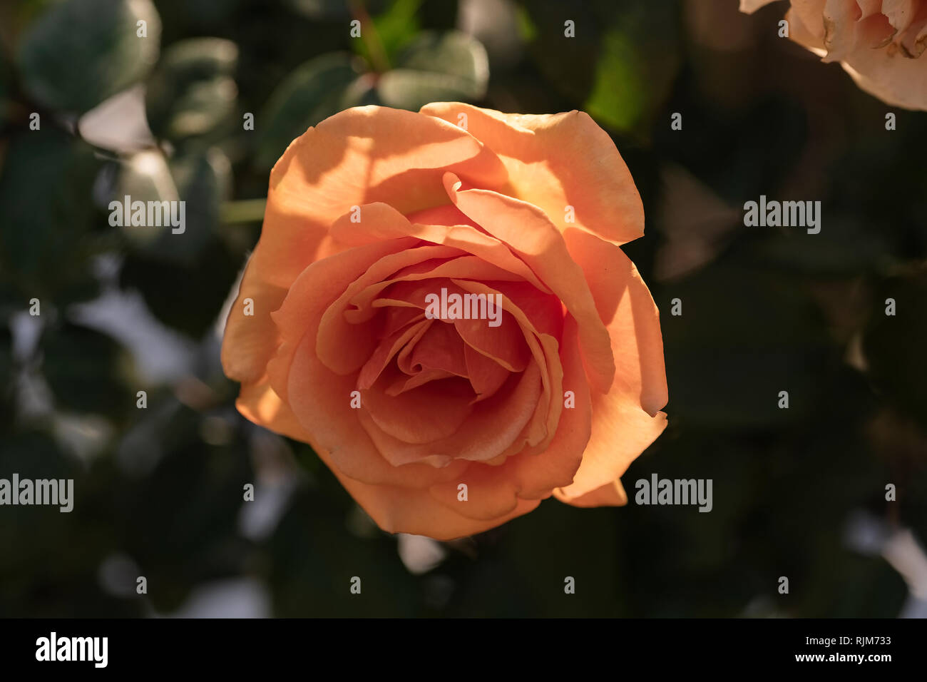 Touch Of Pink High Resolution Stock Photography and Images - Alamy