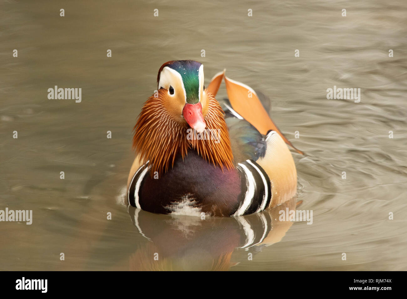 Duck eye close up hires stock photography and images Alamy