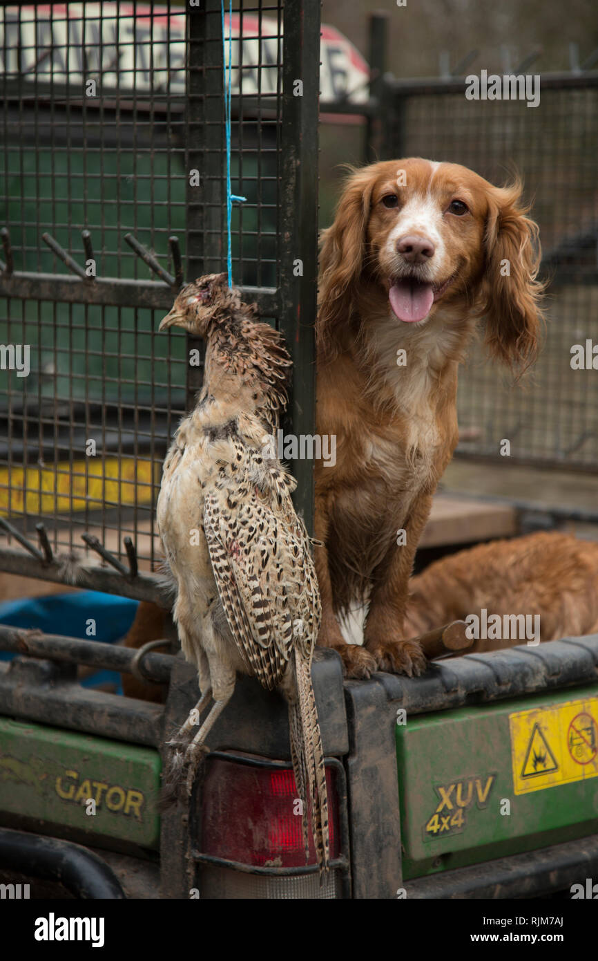 Spaniels in the back of a farm vehicle out on a pheasant shoot in Herefordshire, gun dogs, waiting to work Stock Photo