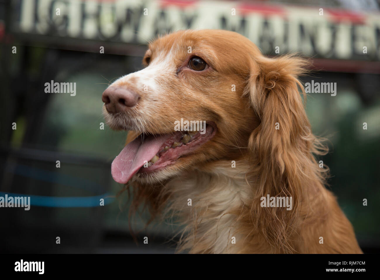 Spaniels in the back of a farm vehicle out on a pheasant shoot in Herefordshire, gun dogs, waiting to work Stock Photo