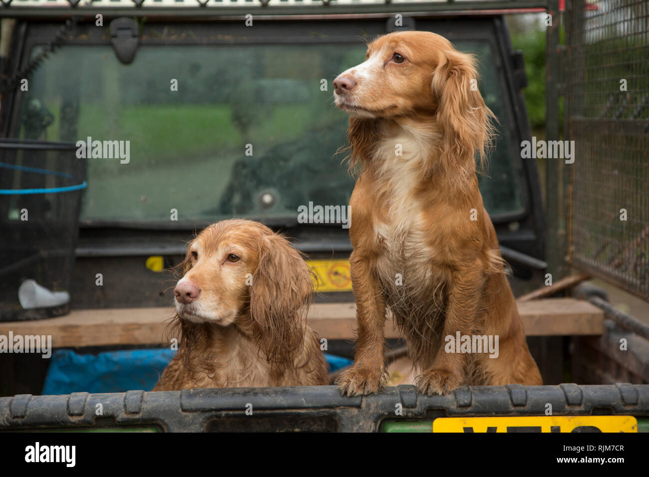 Spaniels in the back of a farm vehicle out on a pheasant shoot in Herefordshire, gun dogs, waiting to work Stock Photo