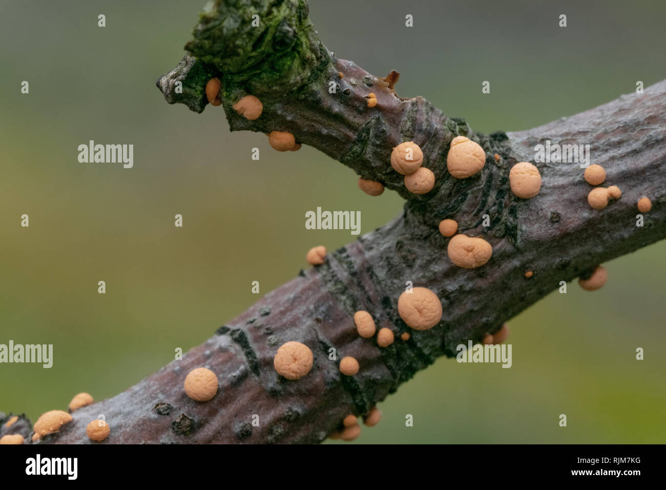 Nectria cinnabarina parasitic fungus. Brightly orange balls on sick branches of trees. Stock Photo