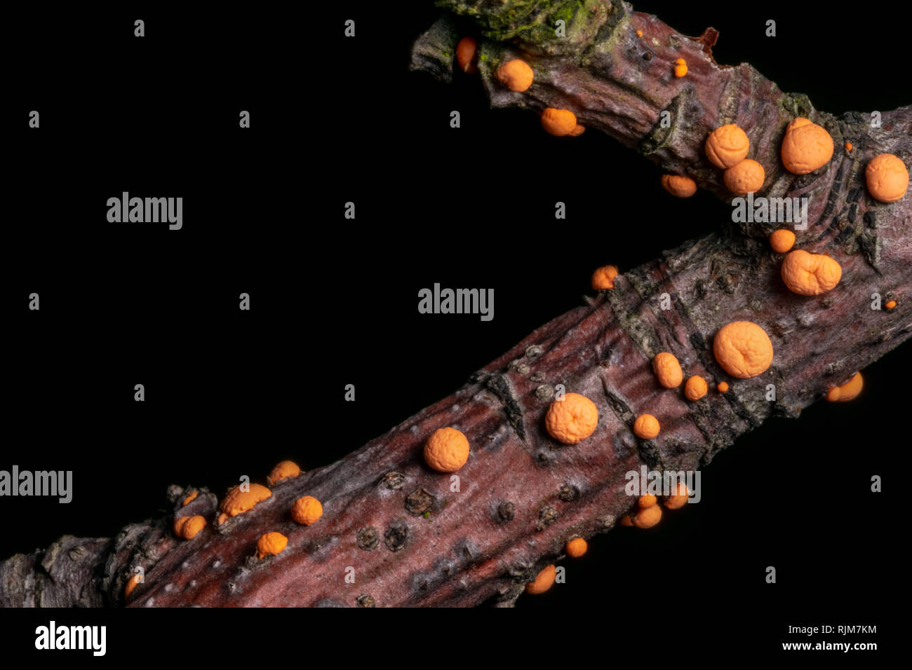 Nectria cinnabarina parasitic fungus. Brightly orange balls on sick branches of trees. Stock Photo