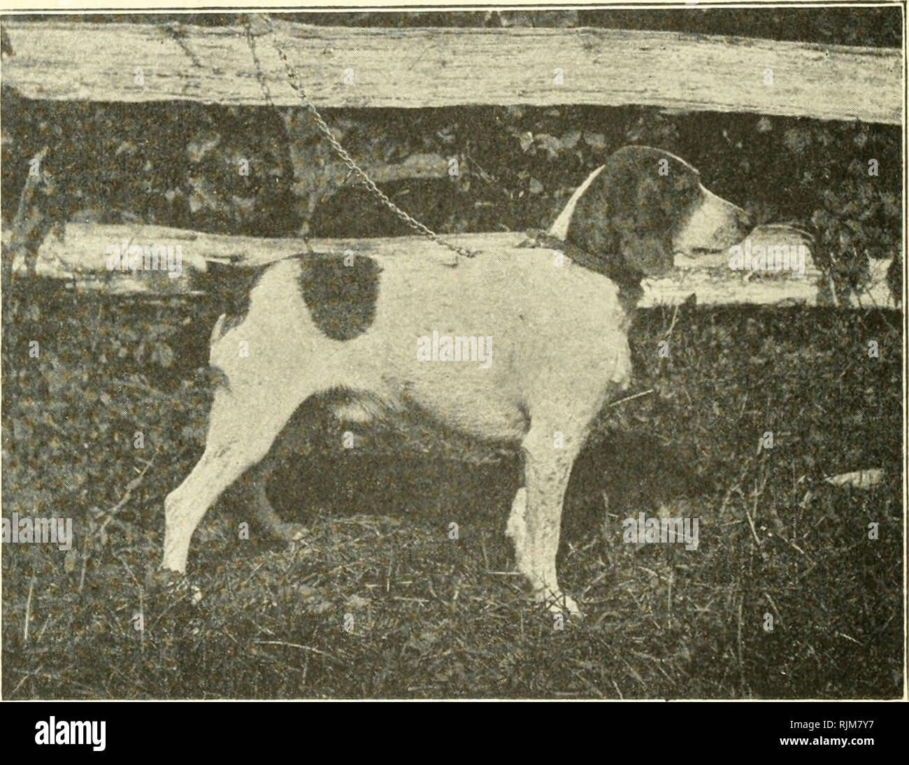The Beagle In America And England Beagles Dogs 8o The Beagle