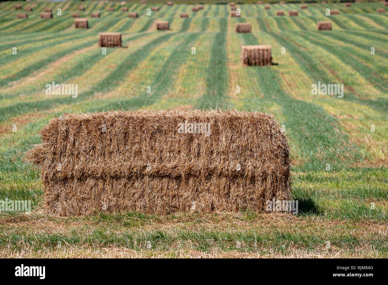 Freshly made hay bales lie in a field ready to be stacked among the green rows Stock Photo