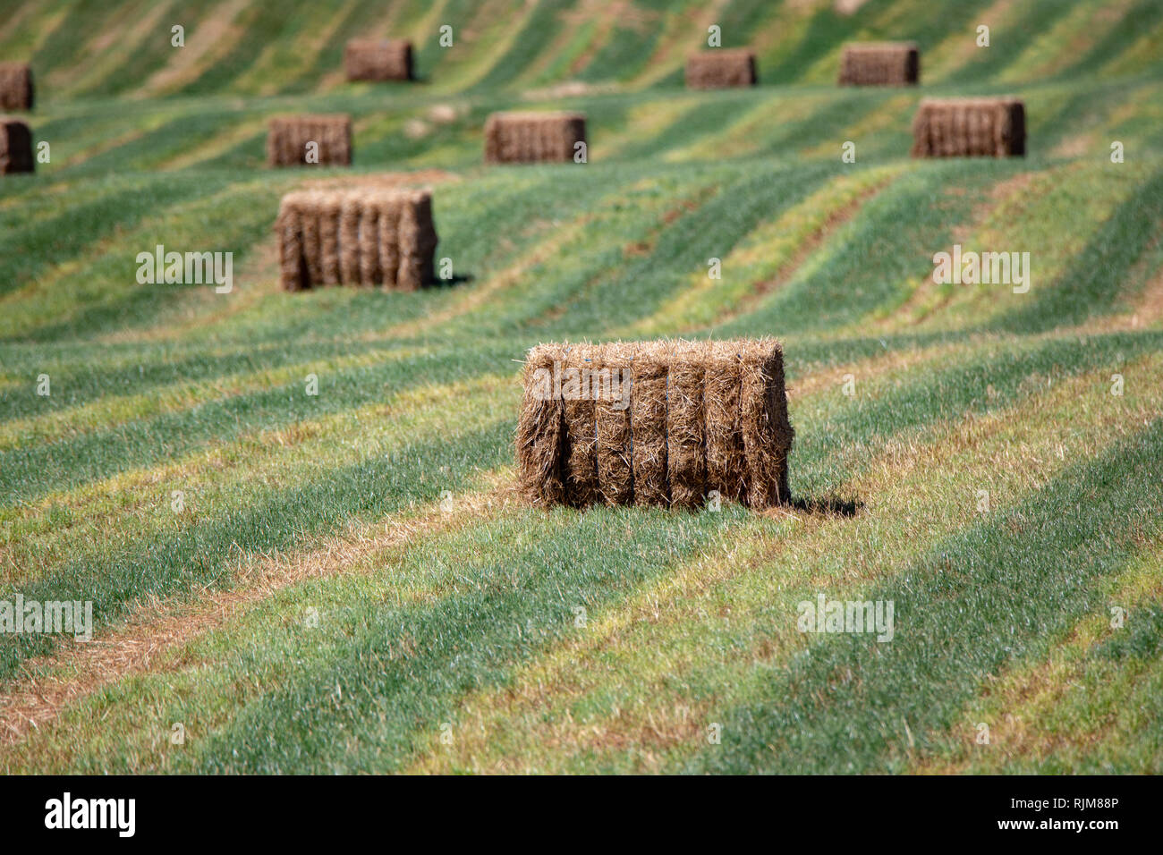 Freshly made medium square hay bales dot the landscape of green striped rows in a field Stock Photo