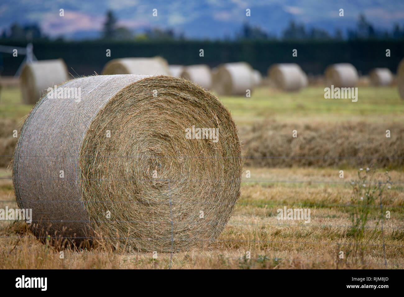 Freshly made round bales of hay sit in a farm field in Canterbury, New Zealand Stock Photo