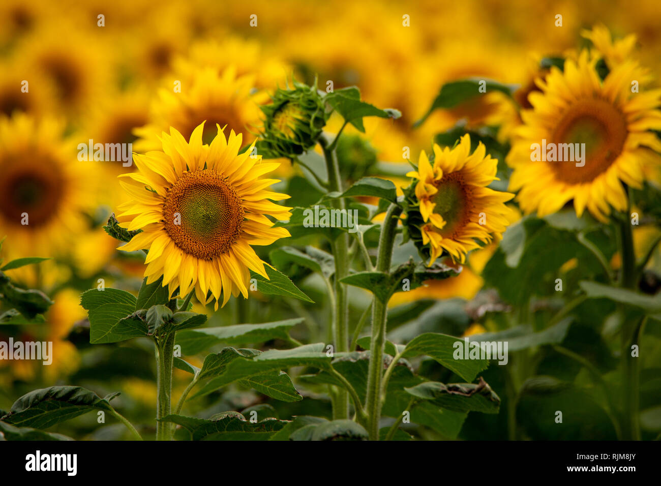 Close-up of golden yellow sunflowers in a field on a farm in Canterbury, New Zealand Stock Photo