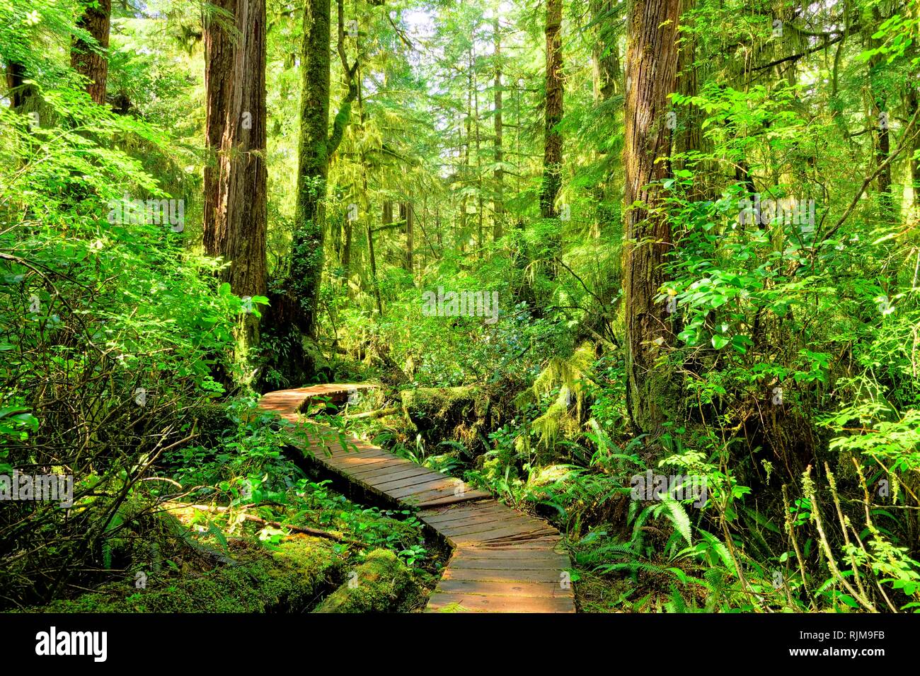 Hiking trail through the rainforest of Pacific Rim National Park, Vancouver Island, BC, Canada Stock Photo