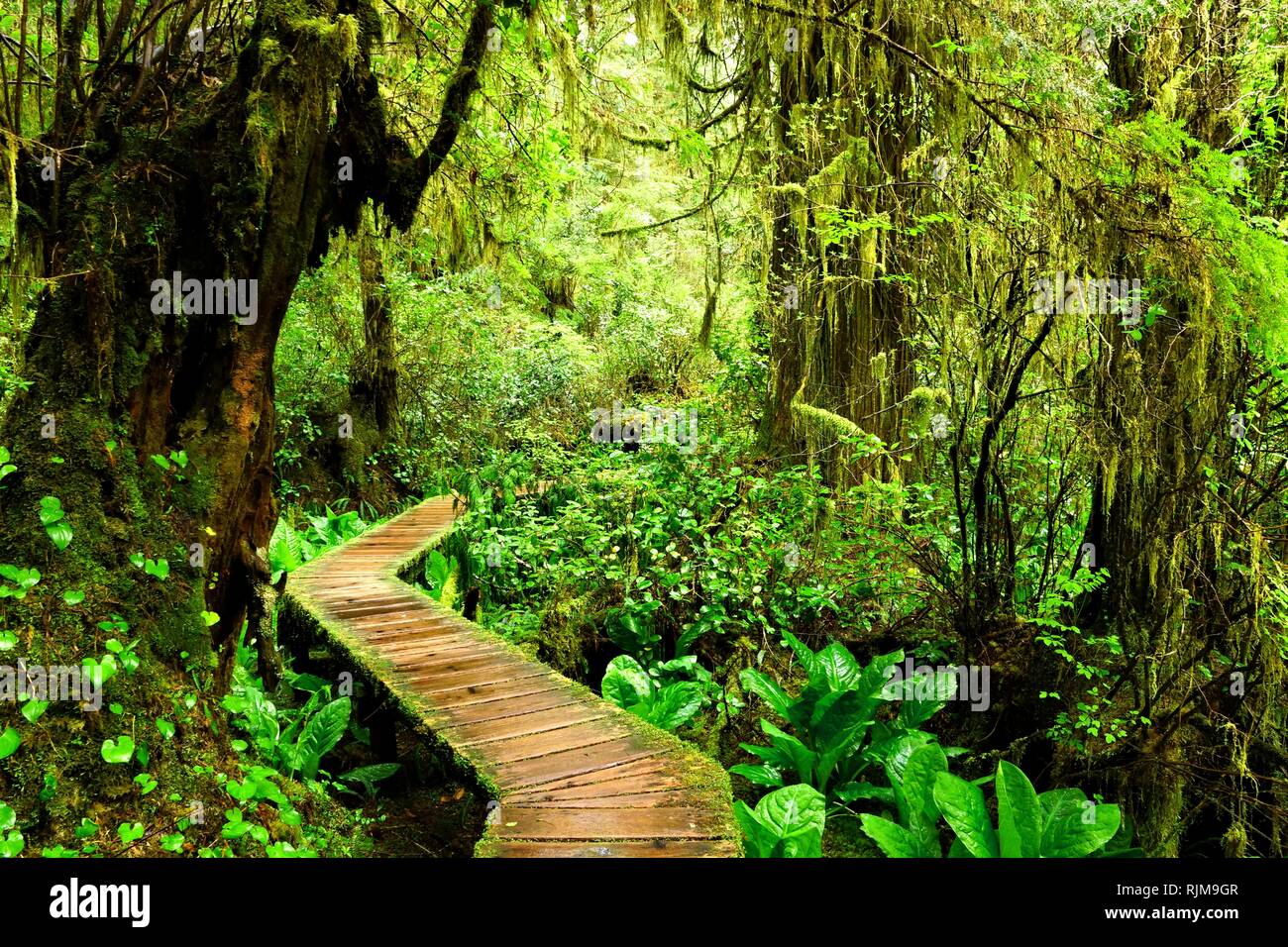 Boardwalk trail through the mossy rainforests of Pacific Rim National Park, Vancouver Island, BC, Canada Stock Photo