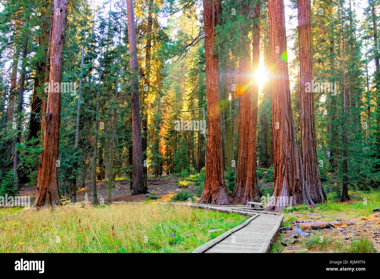 Sunbeams through the giant trees of Sequoia National Park, California, USA Stock Photo