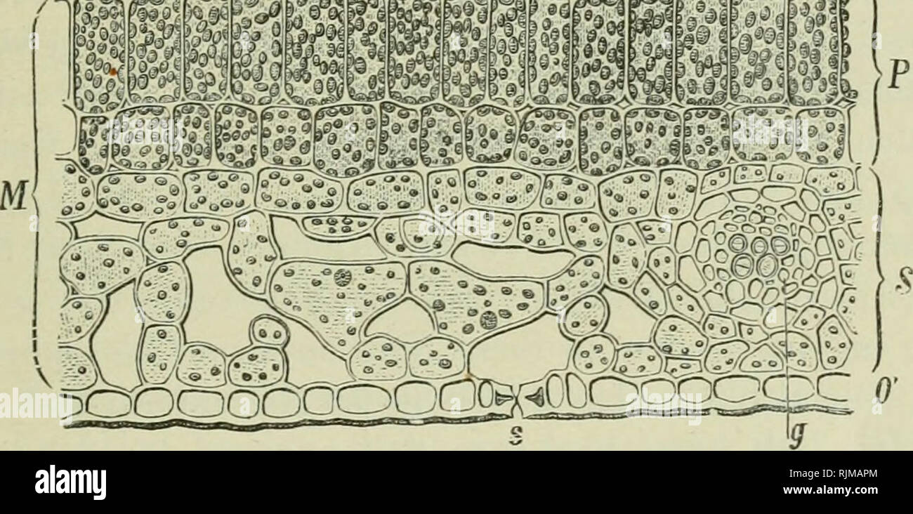 . Bau und Leben der Pflanzen : in zwölf gemeinverständlichen Vorträgen. Plants. G! und der Abgabe des Wassers in Danipffbrm (Transpiration), in vollendeter Weise angepaßt. Zumeist sind sie flächenföriuig ausgebildet und haben dorsiventralen Bau, das heißt die Ober- seite ist anders gestaltet als die Unterseite, und lassen sich durch eine Ebene in zwei symmetrische Hälften zerlegen (bilaterale Symmetrie). Andere Blätter, zum Beispiel die Kiefer- nadeln, sind isolateral gebaut, indem kein ausgesprochener Unterschied zwischen Ober- und Unterseite vorhanden ist. Um den inneren Bau eines dorsiventr Stock Photo