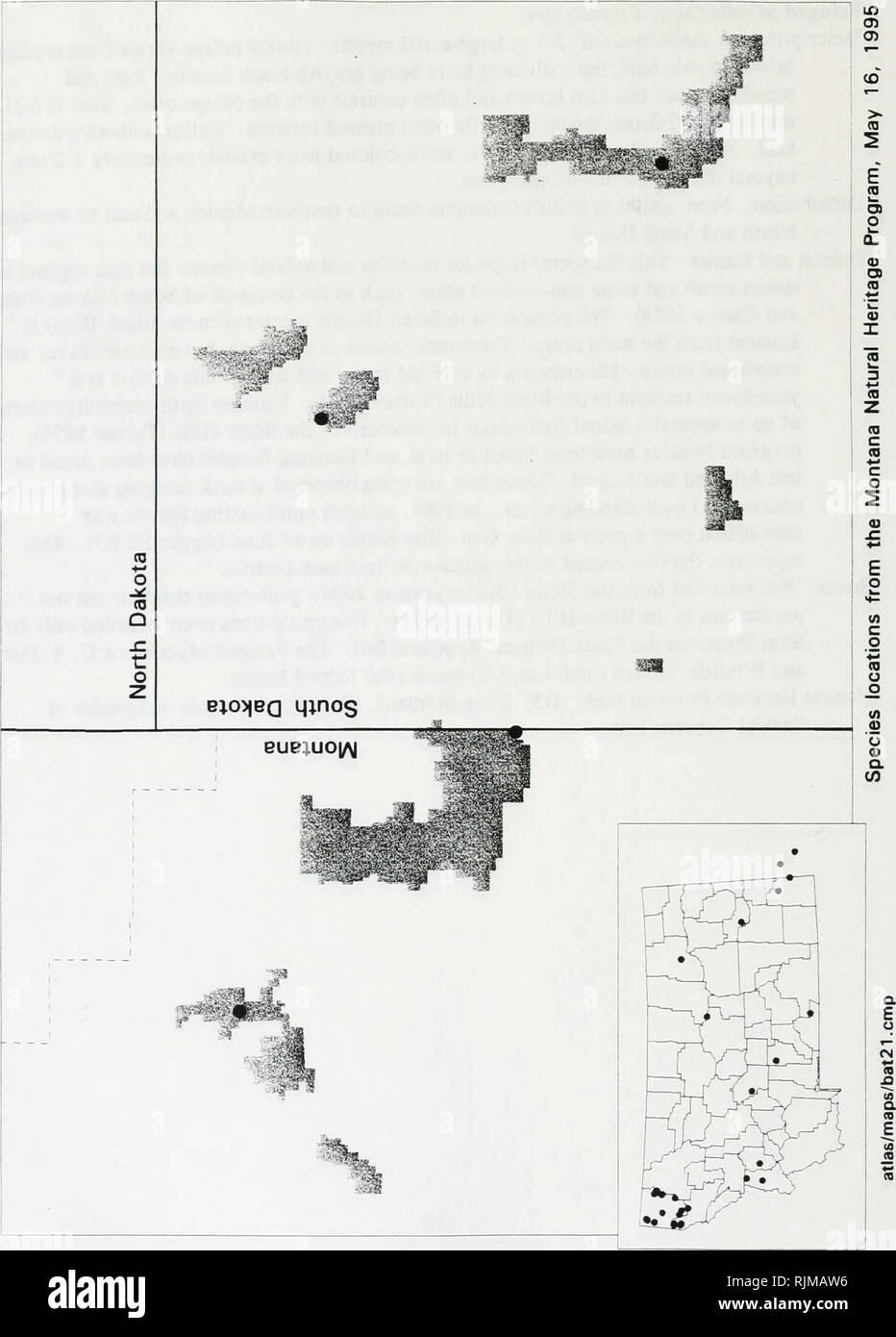 . Bat survey of the Sioux District, Custer National Forest : 1994 . Bats; Bats; Bats; Bats; Anabat bat detection systems; Bats; Bats; Long-eared myotis; Long-eared myotis; Western small-footed myotis; Western small-footed myotis; Long-legged myotis; Long-legged myotis; Fringed myotis; Fringed myotis; Big brown bat; Big brown bat; Silver-haired bat; Silver-haired bat; Hoary bat; Hoary bat; Plecotus townsendii; Plecotus townsendii; Mist netting. . Please note that these images are extracted from scanned page images that may have been digitally enhanced for readability - coloration and appearance Stock Photo