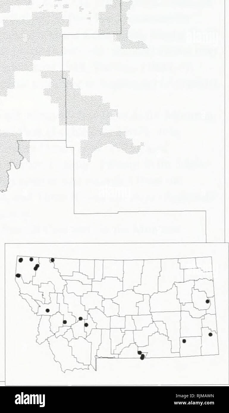 . Bat survey of the Kootenai National Forest, Montana : 1994 . Bats; Bats; Bats; Bats; Bats; Anabat bat detection systems; Bats; Bats; Long-eared myotis; Western small-footed myotis; Long-legged myotis; Big brown bat; Silver-haired bat; Hoary bat; Plecotus townsendii; Myotis yumanensis; Little brown bat; Myotis californicus; Mist netting; Mixed conifer forest. Lasiurus cinereus -- Hoary Bat Occurrences on or near the Kootenai National Forest, Montana WW ? 1994 data • 1993 data ^ Pre-1993 data &gt;Y&lt; Museum specimens. Species locations from the Montana Natural Heritage Program, December 02,  Stock Photo