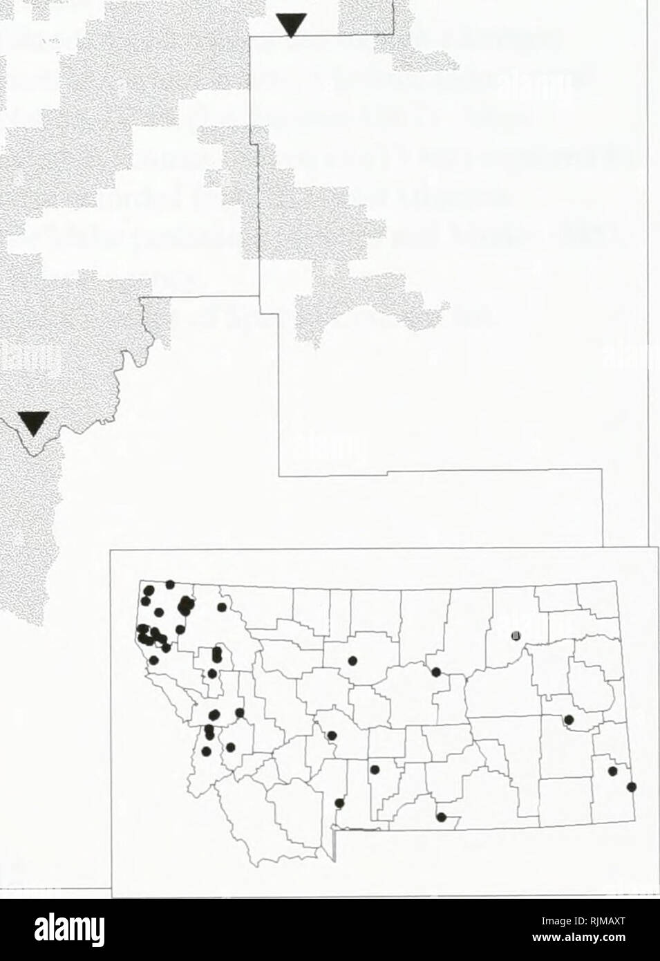 . Bat survey of the Kootenai National Forest, Montana : 1994 . Bats; Bats; Bats; Bats; Bats; Anabat bat detection systems; Bats; Bats; Long-eared myotis; Western small-footed myotis; Long-legged myotis; Big brown bat; Silver-haired bat; Hoary bat; Plecotus townsendii; Myotis yumanensis; Little brown bat; Myotis californicus; Mist netting; Mixed conifer forest. Lasionycteris noctivagans -- Silver-haired Bat Occurrences on or near the Kootenai National Forest, Montana T.;r^' ? 1994 data • 1993 data ^ Pre-1993 data &gt;Y&lt; Museum specimens ( T V, n. Species locations from the Montana Natural He Stock Photo