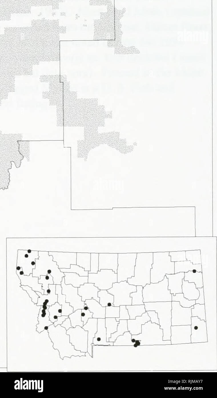 . Bat survey of the Kootenai National Forest, Montana : 1994 . Bats; Bats; Bats; Bats; Bats; Anabat bat detection systems; Bats; Bats; Long-eared myotis; Western small-footed myotis; Long-legged myotis; Big brown bat; Silver-haired bat; Hoary bat; Plecotus townsendii; Myotis yumanensis; Little brown bat; Myotis californicus; Mist netting; Mixed conifer forest. Myotis volans -- Long-legged Myotis Occurrences on or near the Kootenai National Forest, Montana V ? 1994 data • 1993 data ^ Pre-1993 data &gt;Y&lt; Museum specimens. Species locations from the Montana Natural Heritage Program, December  Stock Photo