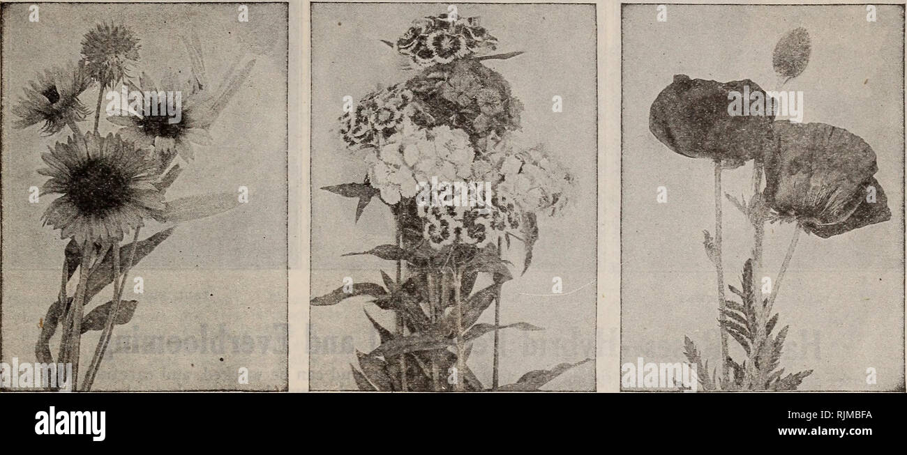 Barnard S Seeds Bulbs Shrubs 1918 Seeds Catalogs Vegetables Seeds Catalogs Flowers Seeds Catalogs Fruit Seeds Catalogs