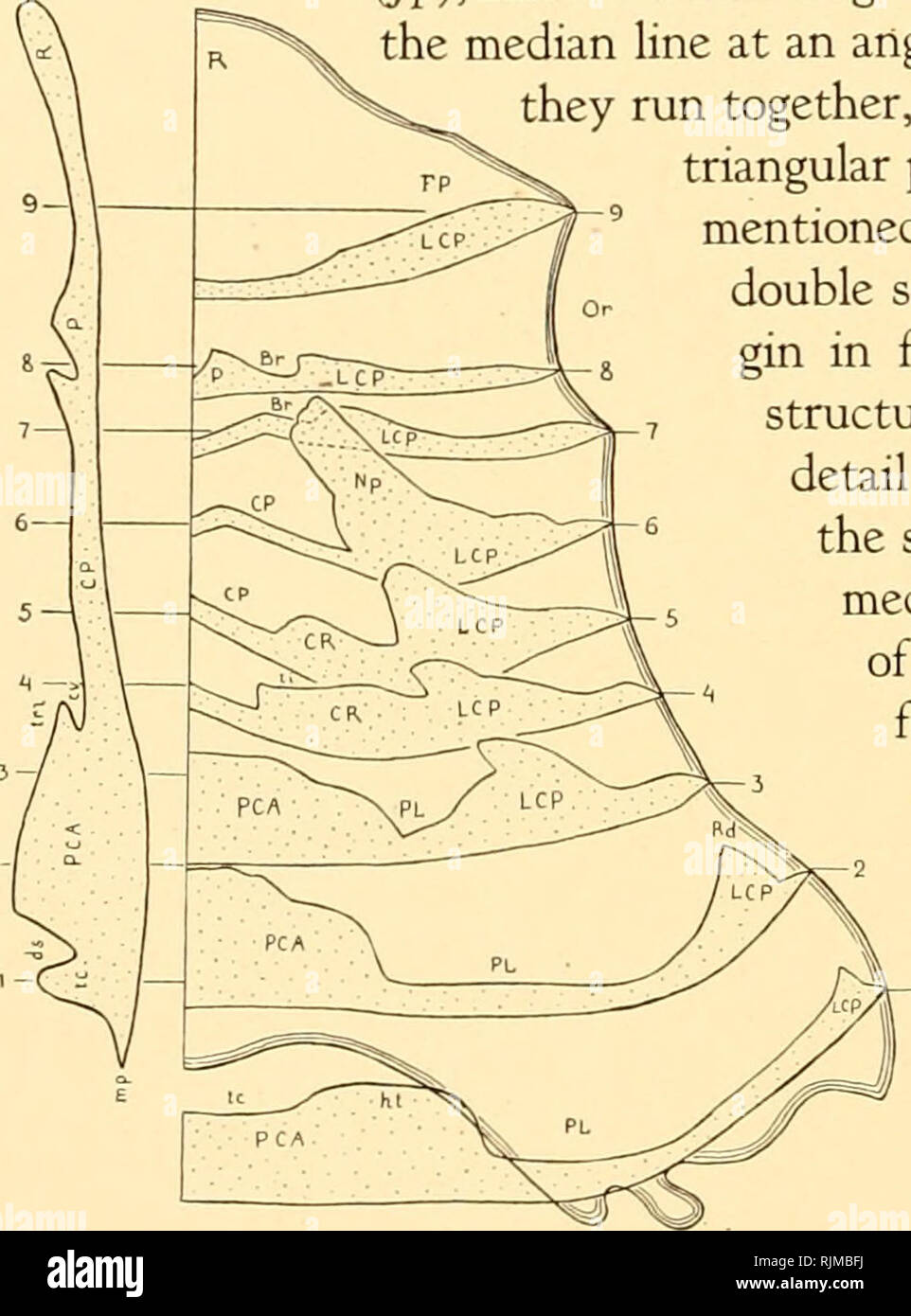 Ossification Center High Resolution Stock Photography And Images Alamy