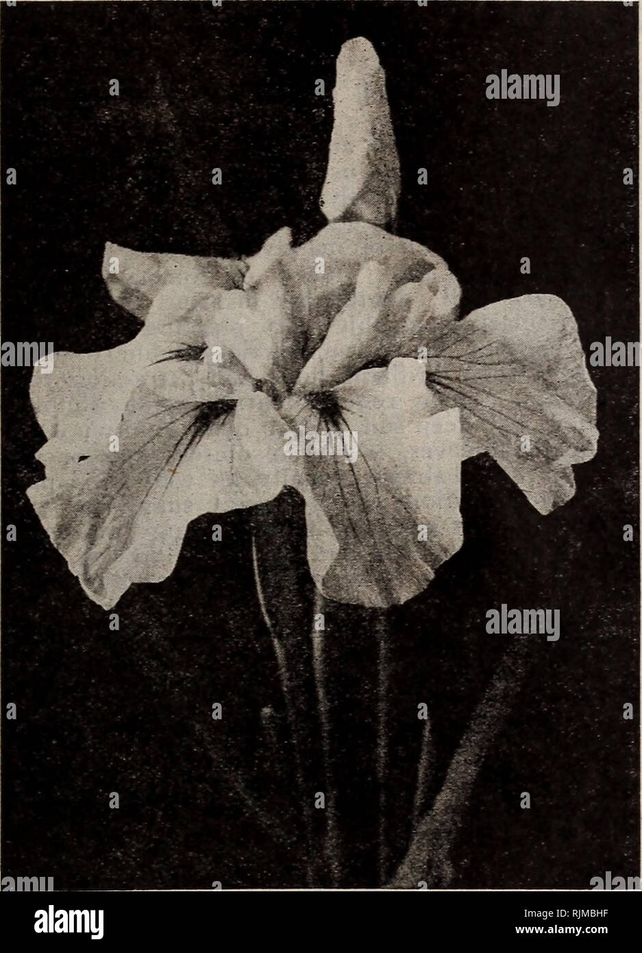 . Barnard's seeds, bulbs, shrubs 1918. Seeds Catalogs; Vegetables Seeds Catalogs; Flowers Seeds Catalogs; Fruit Seeds Catalogs; Nurseries (Horticulture) Catalogs. HARDY PHLOX Japanese Iris GERMAN IRIS—Continued shade. The blending of tints and colorings are rare for an iris. Each, 25c; doz., $2.50. Mad. Chereau. Pure white, edged with azure blue; falls deep white with blue penciling. Each, 15c; doz., $1.50. Mrs. H. Darwin. Pure white, falls slightly reticulated vio- let at the base; very beautiful and free flowering. 2 ft. Early. Each, 20c; doz., $2.00. Pauline. Standards bright blue, falls a  Stock Photo
