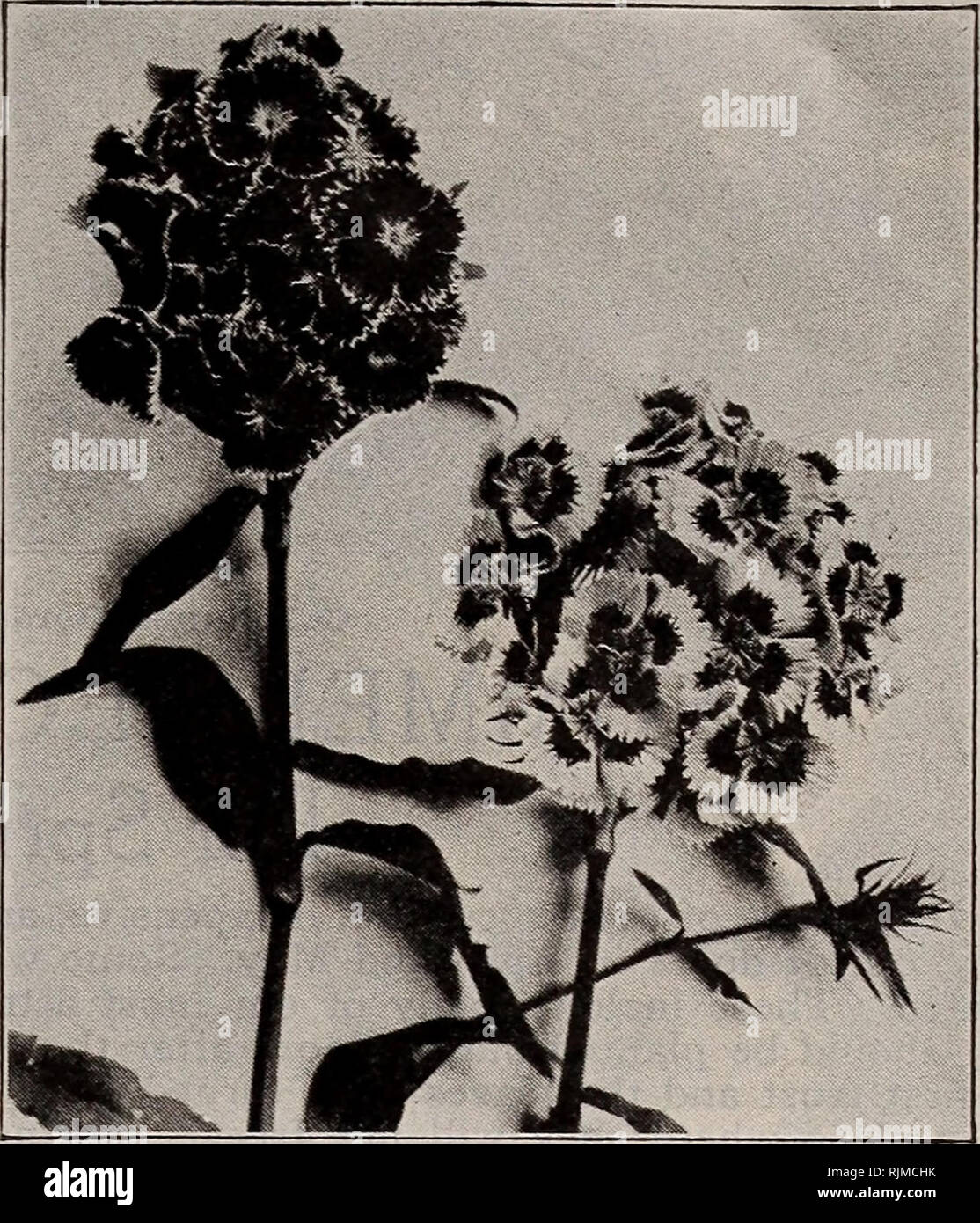 . Barnard's seeds bulbs. Seeds Catalogs; Vegetables Seeds Catalogs; Flowers Seeds Catalogs; Fruit Seeds Catalogs; Nurseries (Horticulture) Catalogs. The W. W. Barnard Co., 231-235 W. Madison St., Chicago 39 Physostegia—(False Dragon Head) One of the most beautiful of our mid-summer flowering perennials, forming dense bushes three to four feet high, bearing spikes of delicate tubular flowers not unlike a gigantic heather. Virginlca—Bright but soft pink. Each, 25c; doz., $2.50 Vlrginica Alba—Pure white. Each, 25c; doz., $2.50 Pinks—(Hardy Garden) Dlanthus Flumarius—(Hardy Garden or Pheasant Eye  Stock Photo