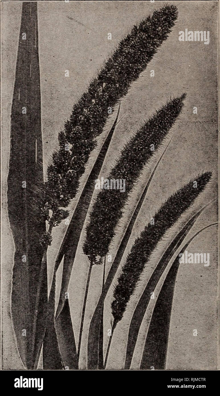 . Barnard's seeds, bulbs, shrubs 1917. Seeds Catalogs; Vegetables Seeds Catalogs; Flowers Seeds Catalogs; Fruit Seeds Catalogs; Nurseries (Horticulture) Catalogs. 36 ^^r^PrSSarnarcf 0b. 23123S &lt;7fiestÂ£ SWac/Sson St. 7CCZC/0. MILLETS The several varieties will furnish food for livestock in the form of grain or seed, fodder, soil food or pasture. Espe- cially valuable in seasons when the hay crop is short. They make the best hay if cut in blossom and carefully cured. German Millet. Can be planted as late as July, and will produce from three to four tons of hay per acre. For this purpose the Stock Photo