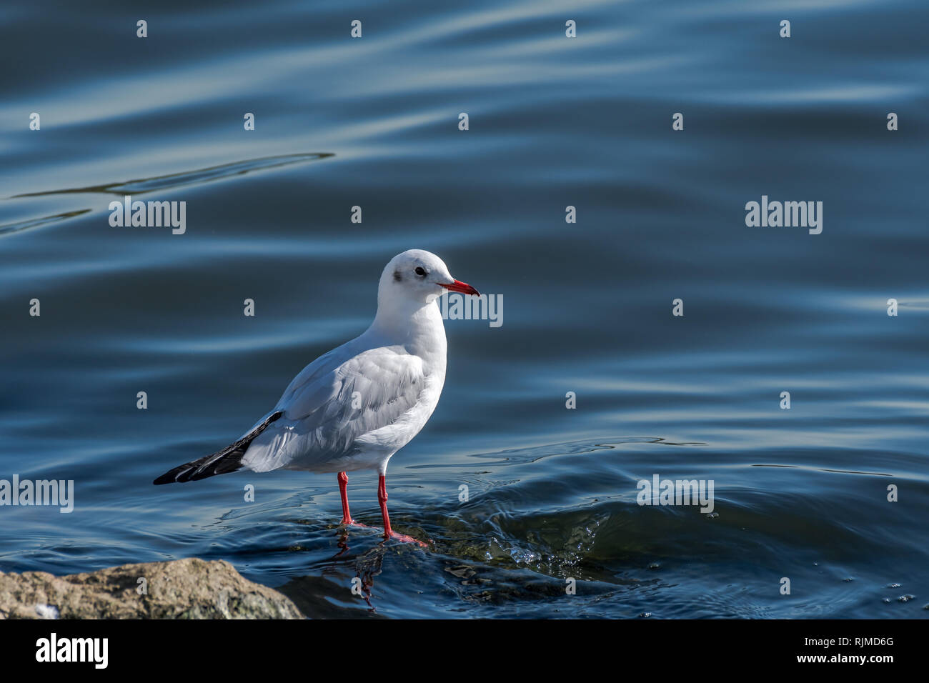 Black-headed Gull [Larus ridibundus], adult winter plumage, commonly spotted in Pohang, South Korea Stock Photo