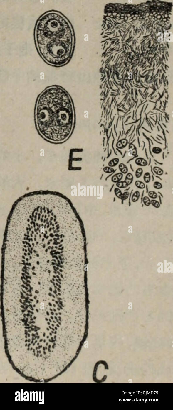 Xae High Resolution Stock Photography And Images Alamy