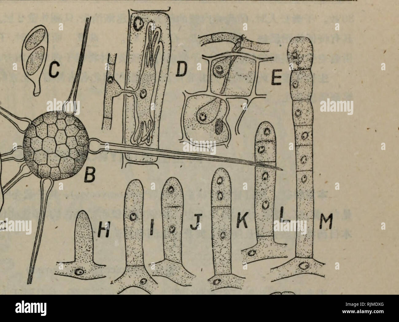 . bao zi zhi wu xing tai xue. Botany. m 101.ç½ç²Â®: A-B. Phyllactinin corylea;ä¸æ¨æ å¶åç çæ åµï¼å¡å-åæ²ä¸éå²çµ²ï¼C.å-åï¼D. Erysiphe ^/romim'sç&amp;å¨ï¼E.Uncimda salicisçå¸å¨ï¼FâG. Phtjlactinia corv!eaçåçå-¢å-åè²æ¬¡åºï¼HâM. Sp/ioerof/iecaåçæ±å-çå½¢æï¼N â X.P. coryleaçææ§ç¹æï¼iV.å·æ²çäº¤Kæï¼0.éé å-ç´°èæ ¸ååææå é/?ç´°èï¼Pâ&lt;2.Â«&lt;1ï¼ãéæ ¸äº¤ft. ^æäº§éçµ²çyä¸çï¼Sâr.åæäº§åçµ²çåæ ¸ç´°èï¼ä¸t^.ä»åæ ¸ç´°èåç æ¬¡æèçµ²ï¼1^ä¸1.å¹¼å-'51æï¼æç¹çç´°^1?.^æ¯äº§Â«çµ²ï¼X. TiSnç¶å½¢æãä¸åå®ç©ï¼1950å¹´ç§å¤©éï¼1åäº¬å¸ å¤§ï¼C.FâG.9&amp; EllisåEverhart 1892, DâE. Smith 1900, HâM. 9&amp; Foex 1913, //âX.ä¸´Harper 190 Stock Photo