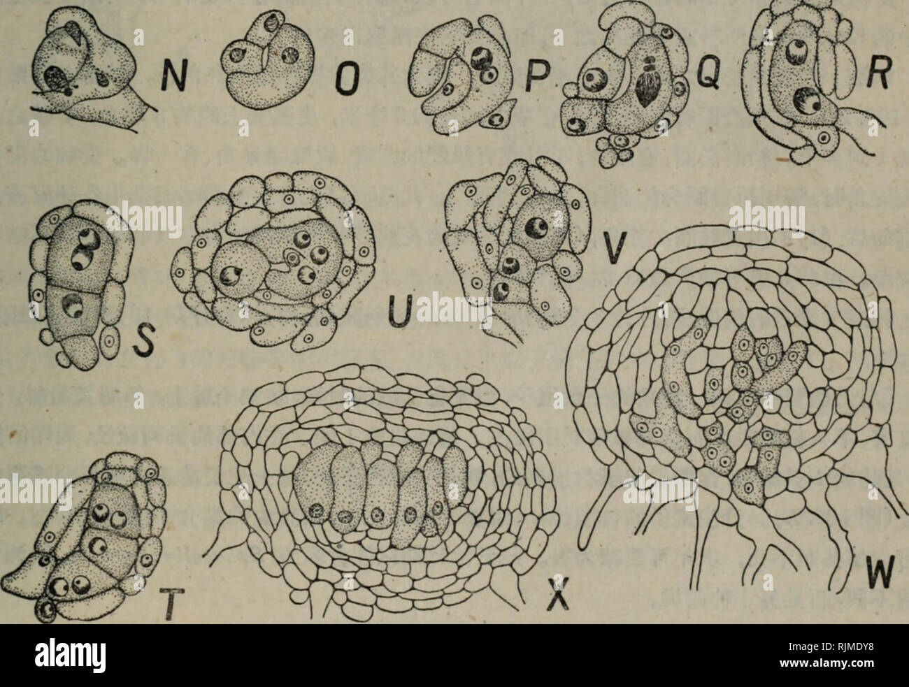 . bao zi zhi wu xing tai xue. Botany. ç¬¬å -èå-ãBiEæ¹ï¼Ascomycetes) l4l. m 101.ç½ç²Â®: A-B. Phyllactinin corylea;ä¸æ¨æ å¶åç çæ åµï¼å¡å-åæ²ä¸éå²çµ²ï¼C.å-åï¼D. Erysiphe ^/romim'sç&amp;å¨ï¼E.Uncimda salicisçå¸å¨ï¼FâG. Phtjlactinia corv!eaçåçå-¢å-åè²æ¬¡åºï¼HâM. Sp/ioerof/iecaåçæ±å-çå½¢æï¼N â X.P. coryleaçææ§ç¹æï¼iV.å·æ²çäº¤Kæï¼0.éé å-ç´°èæ ¸ååææå é/?ç´°èï¼Pâ&lt;2.Â«&lt;1ï¼ãéæ ¸äº¤ft. ^æäº§éçµ²çyä¸çï¼Sâr.åæäº§åçµ²çåæ ¸ç´°èï¼ä¸t^.ä»åæ ¸ç´°èåç æ¬¡æèçµ²ï¼1^ä¸1.å¹¼å-'51æï¼æç¹çç´°^1?.^æ¯äº§Â«çµ²ï¼X. TiSnç¶å½¢æãä¸åå®ç©ï¼1950å¹´ç§å¤©éï¼1åäº¬å¸ å¤§ï¼C.FâG.9&amp; EllisåEverhart 1892, DâE. Smith 1900, HâM. 9 Stock Photo