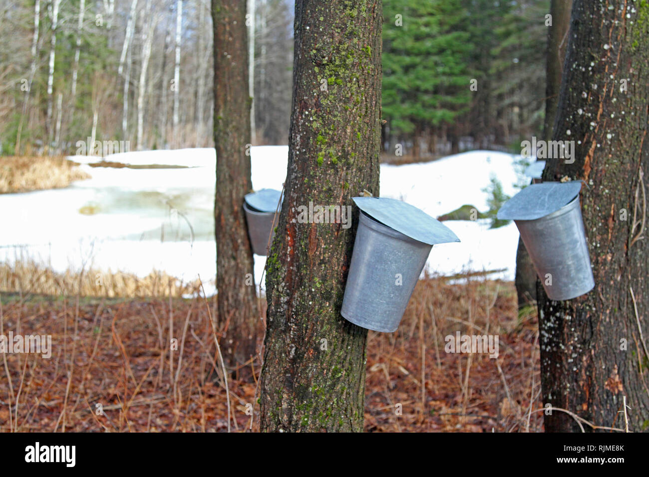Closeup of aluminum buckets collecting sap for maple syrup production