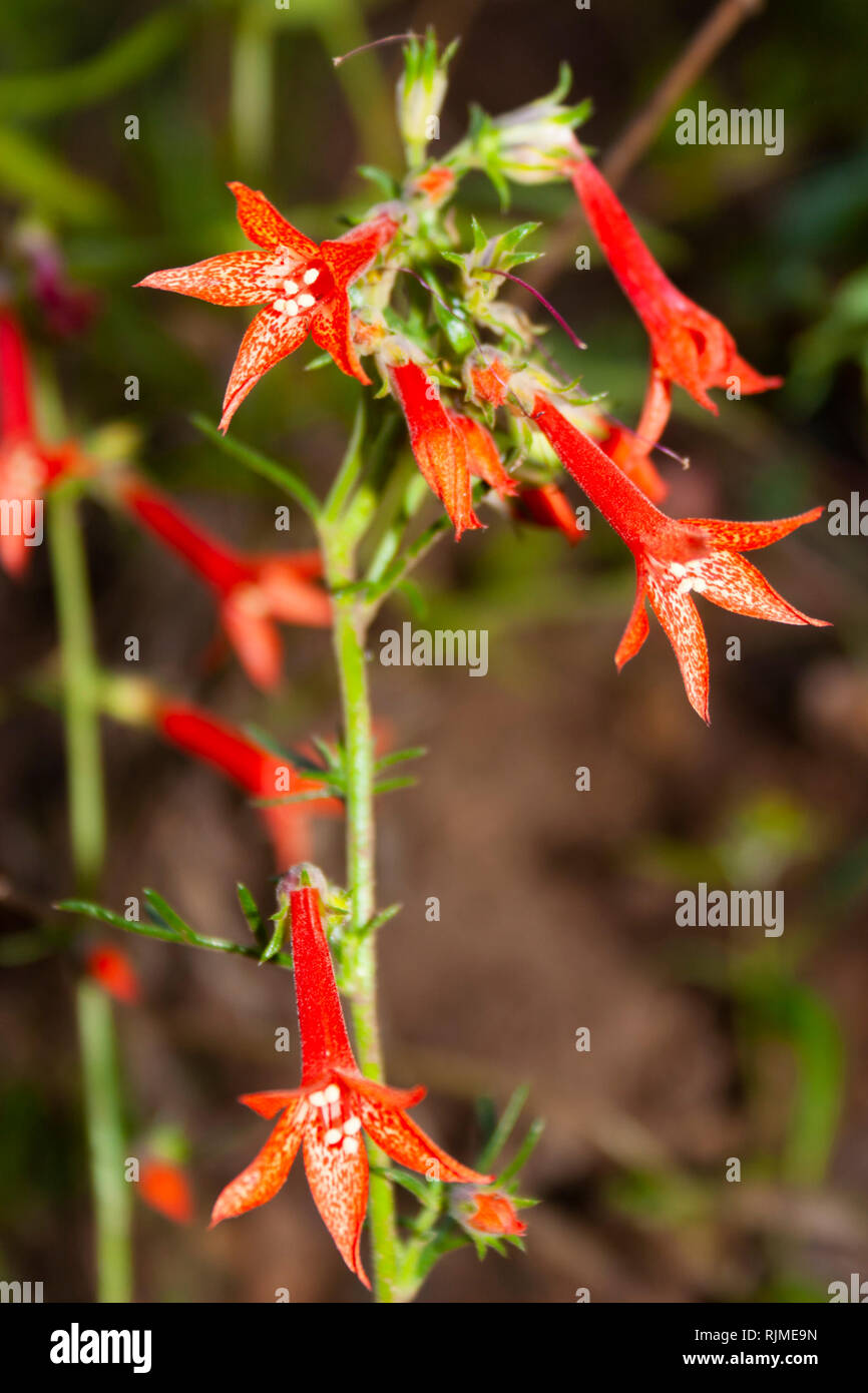 Scarlet Trumpet in the mountains Stock Photo