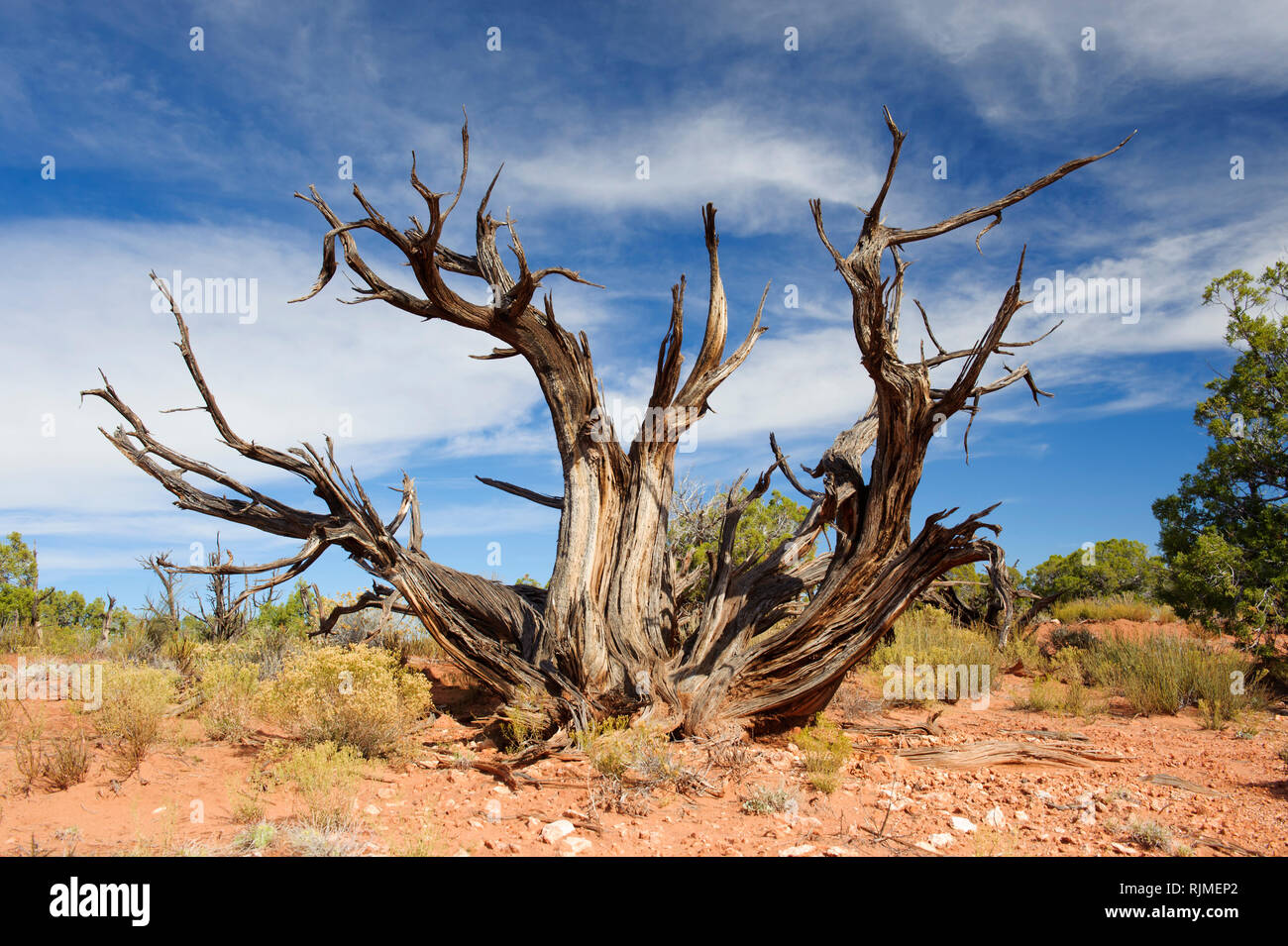 Dead juniper tree in the arid environment of  Dead Horse Point State Park, Utah, USA. Stock Photo