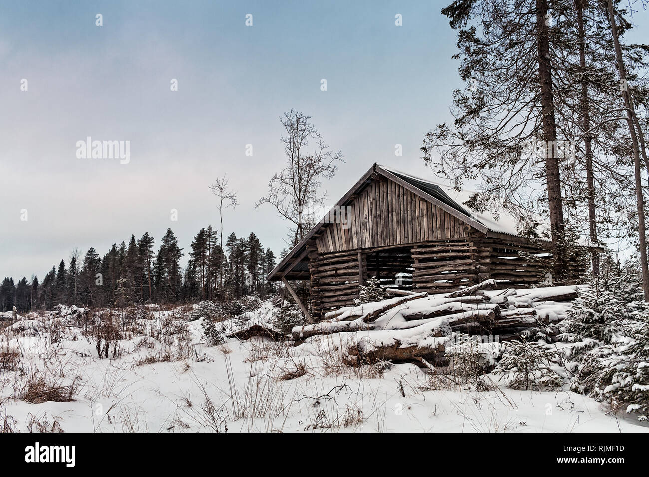 An old traditional shed for wood stands by the forest at the Northern Finland. The snow has covered the shed and the surrounding woods. Stock Photo