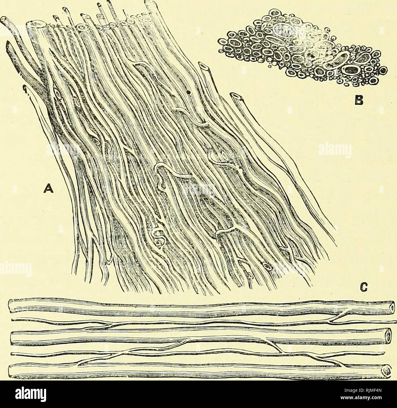 . Elementary text-book of zoology [electronic resource]. Zoology. 452 ...
