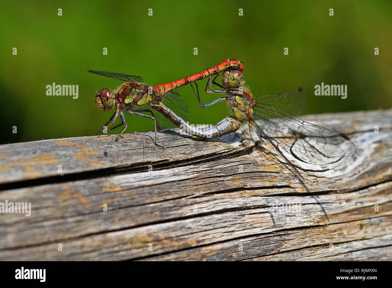 anisoptera dragonflies mating Stock Photo