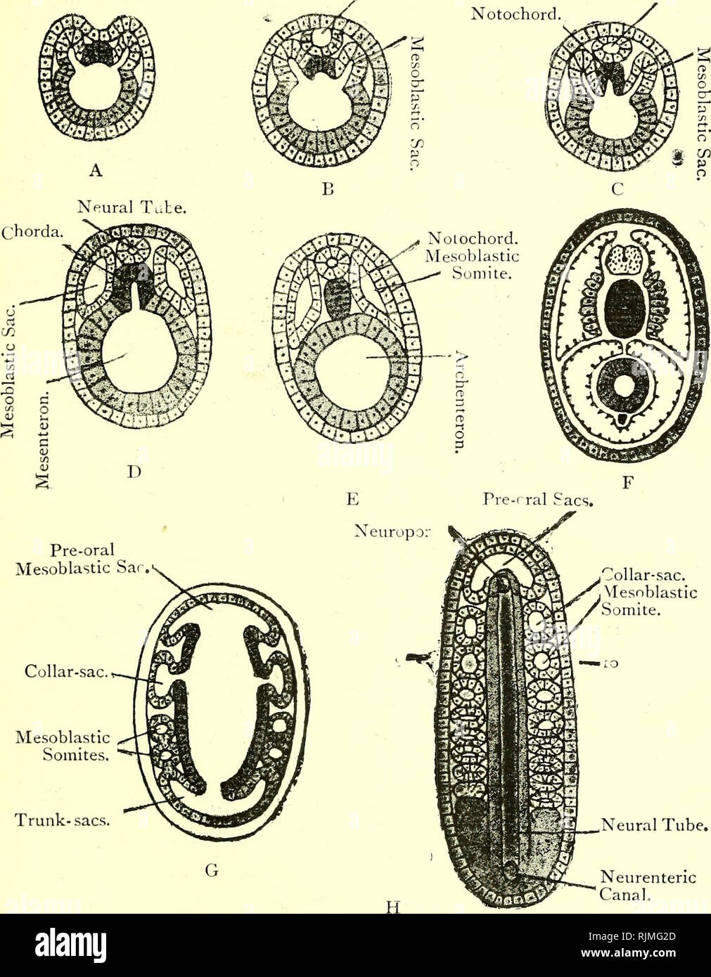 . Elementary text-book of zoology [electronic resource]. Zoology. AMPHIOXUS. 305 Fig. 217.—The Development of Amphioxus as seen in Transverse Sections. Neural Groove. Neural Tube. Neural Tube.. (A Through D 1-2 In Fig. 216; B through E 3-.^, and C through E 5-6 in Fig. 216 ; D through F 7-8 in Fig. 216; E through 9-10 in Fig. 217 ; and F through posterior part of 1' ig. 219.) »#&gt; A, shows the neural groove and developing mesoblastic sacs ; B and C, shows the neural tube ; D, shows the completed mesoblastic sacs ; E, shows the notochord completely formed ; and F, shows the formation of myoto Stock Photo