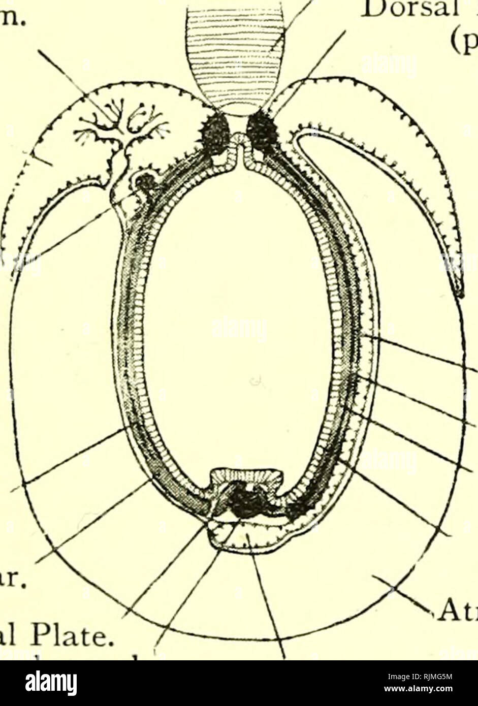 . Elementary text-book of zoology [electronic resource]. Zoology. Pigment Spot, nfundibulum. Cerebral Vesicle. The front wall of the brain has a simple unpaired mass of pigment, probably a very simple eye. Over the brain there is a pit or depression, called the olfactory pit. Fig. 215.—Oblique Section of Amphioxus through the Pharyngeal Region. Notochord. Nephridii Coelomic Cavity. Glomerulus. Branchial Blood- vessel. Branchial Bar Skeletal Plate Ventral Blood-vessel.. Dorsal Blood-vessel (paired). Coelomic Canal. Branchial Blood- vessel. Branchial Bar. Atrium. Endostylar Coelom. A secondary o Stock Photo