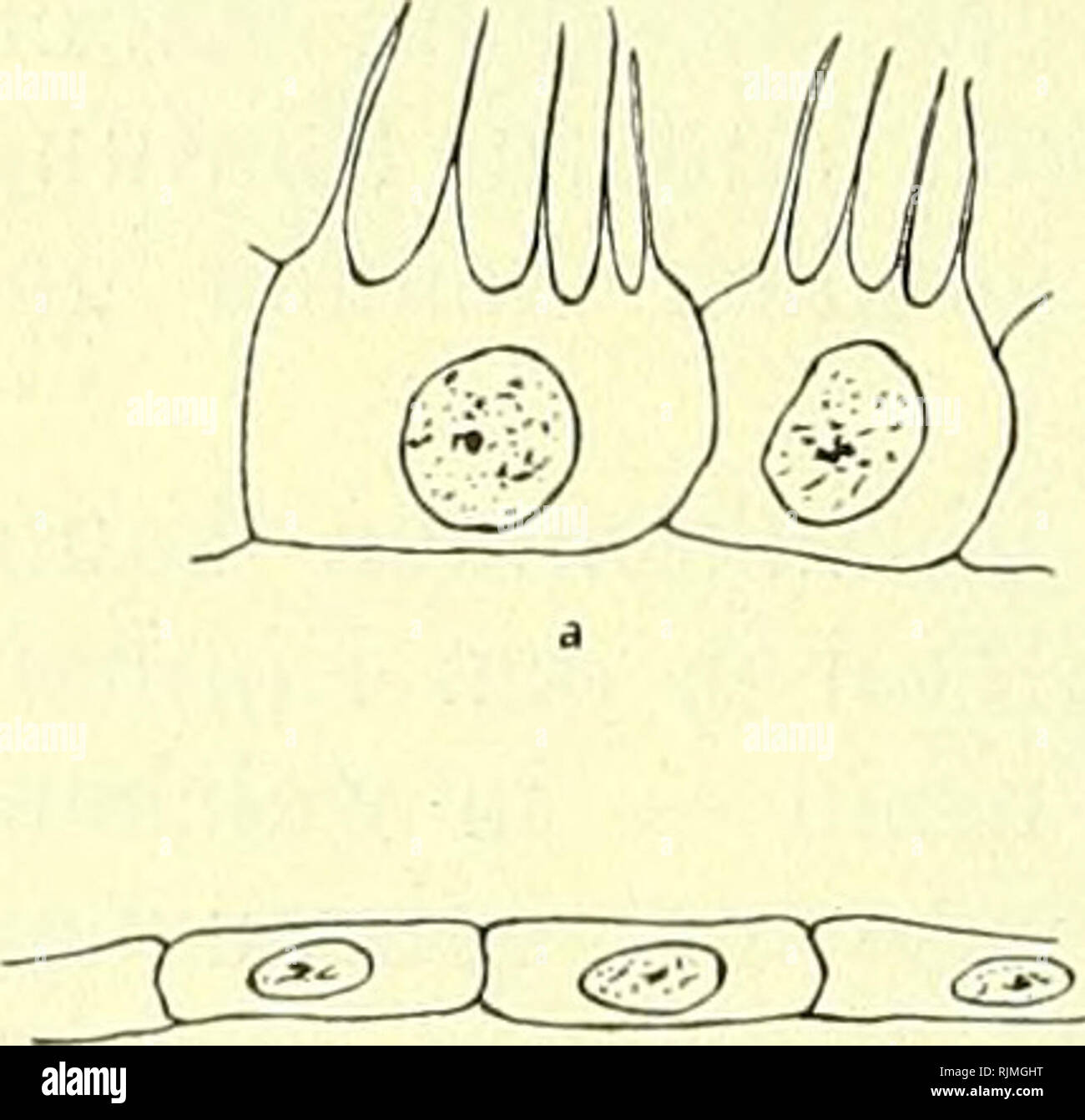 . Lehrbuch der Vergleichenden Mikroskopischen Anatomie der Wirbeltiere [electronic resource]. Vertebrates; Eye; Vertebrates; Eye. 158 Deckepithel. für die physikalische Optik des Auges ist, dürfte dem Pigmentepithel außerdem noch eine sekretorische Funktion zufallen, wie schon öfter angenommen wurde und neuerdings bewiesen zu sein scheint. Kolmer (1909) zeigt nämlich, daß an den Stäbchen, selten auch an den Zapfen der Retina der verschiedensten Wirbeltiere oft zahlreiche, meist kugelige Körper hängen, welche nichts anderes als Sekretionsprodukte des Pigmentepithels seien. Gefunden wurden sie b Stock Photo