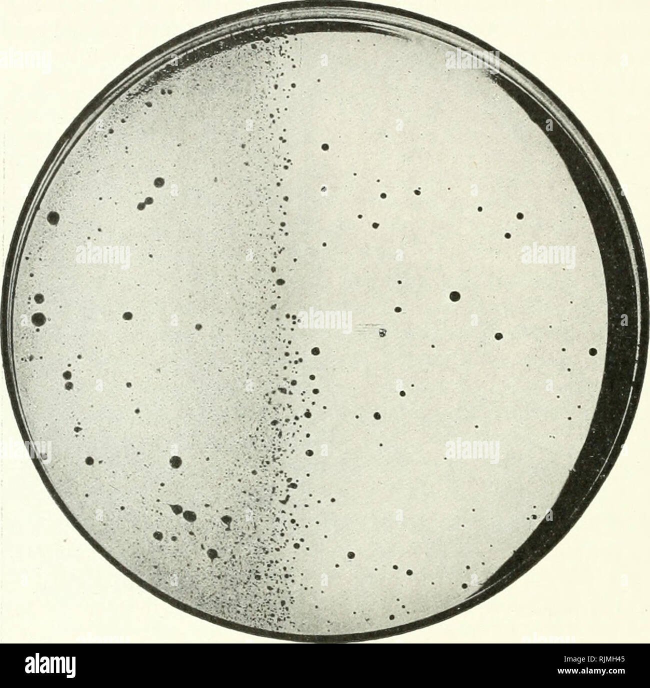 . Bacteria in relation to plant diseases. Bacteria; Plant diseases. 66 BACTERIA IN RELATION TO PLANT DISEASES. rod and 14 plates poured at 410 to 380 C, after inoculating very copiously—six 3 mm. loops in one instance. In other canes it was found alive at the end of a year. Tubes of bouillon inoculated November 9, 1903, and kept at room-temperatures were still cloudy on March 17 (129 days),but a transfer from one of them did not cloud bouillon. In beef-agar stabs kept in the refrigerator at io° to i5°C.the cultures were alive at the end of 7 months 10 days. Under similar conditions another cul Stock Photo